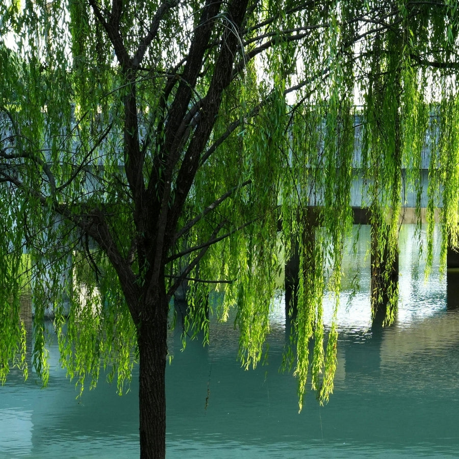 Blue Willow 1803 Melter