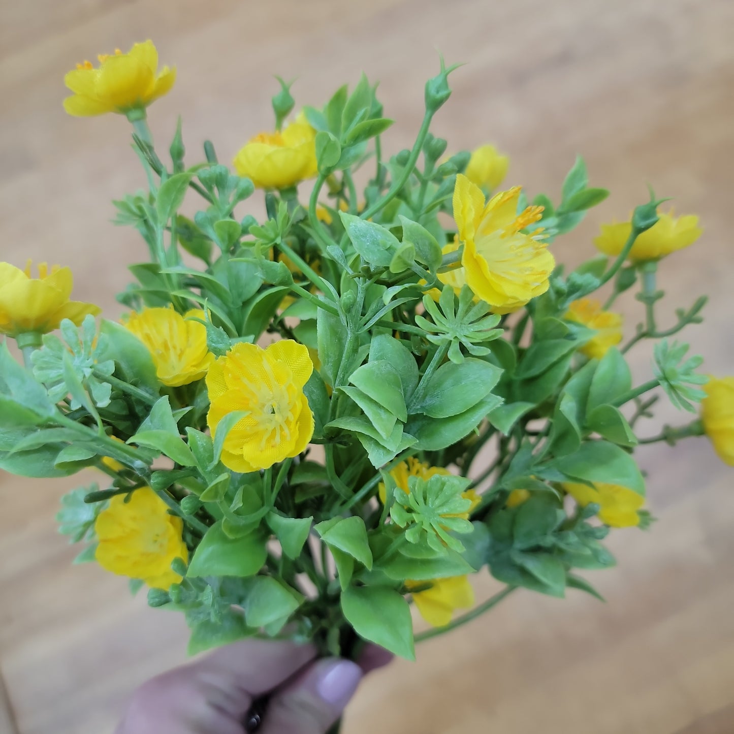 Evening Primrose Bush