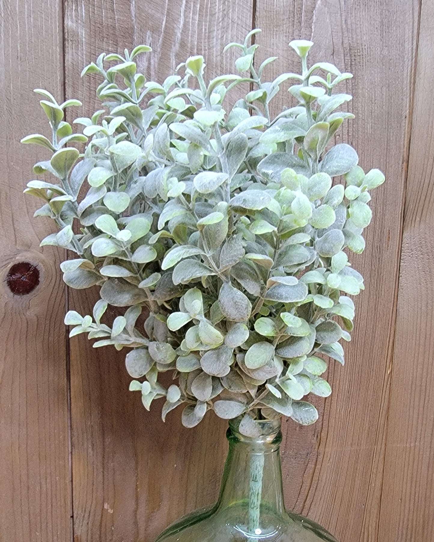 Pebble Eucalyptus Bush