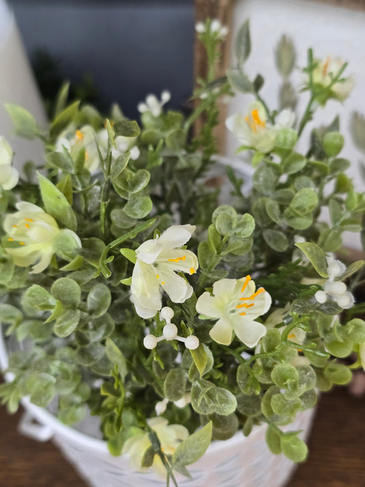 11" Eden's Gate Bush