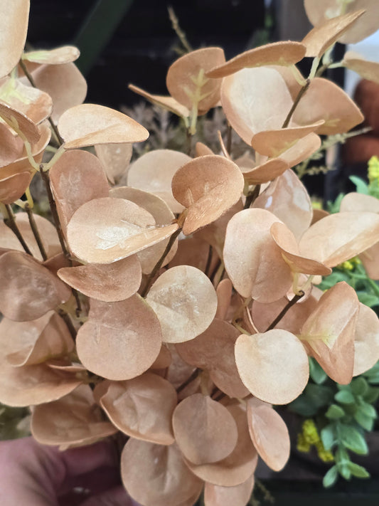 Tan Eucalyptus Bush