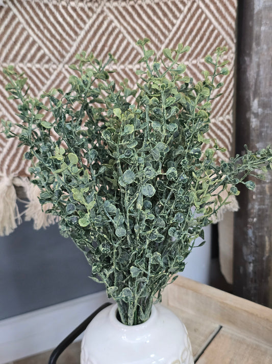 14" Baby's Twilight Bush