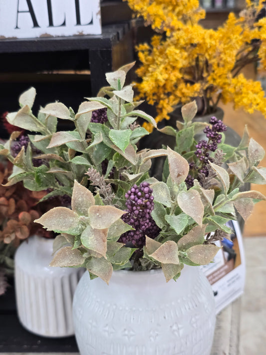 11" Autumn Herbs Bush-Plum