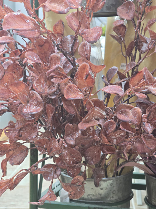 Equinox Eucalyptus Russet Pick