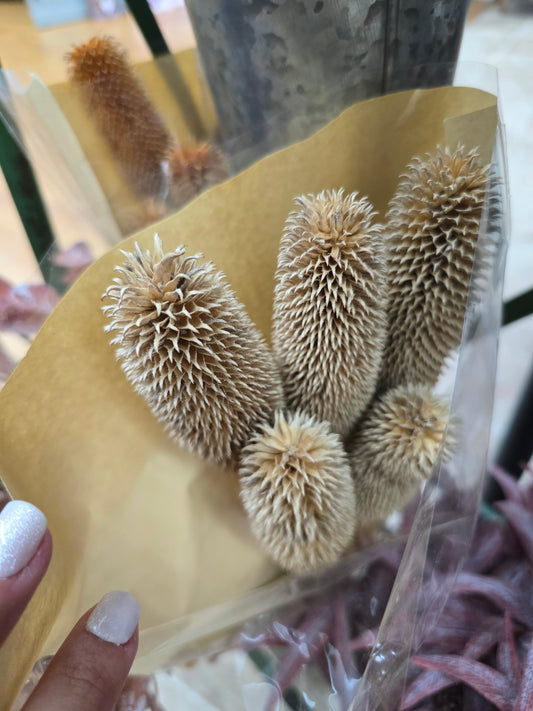 Brown Preserved Thistle