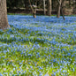 Bluebells 1803 Candle