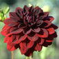 Dahlia Flower 1803 Candle