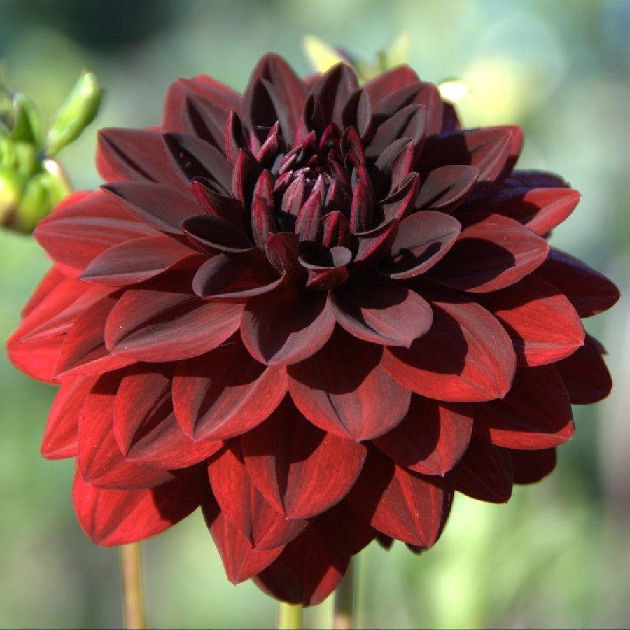 Dahlia Flower 1803 Melter