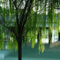 Blue Willow 1803 Melter