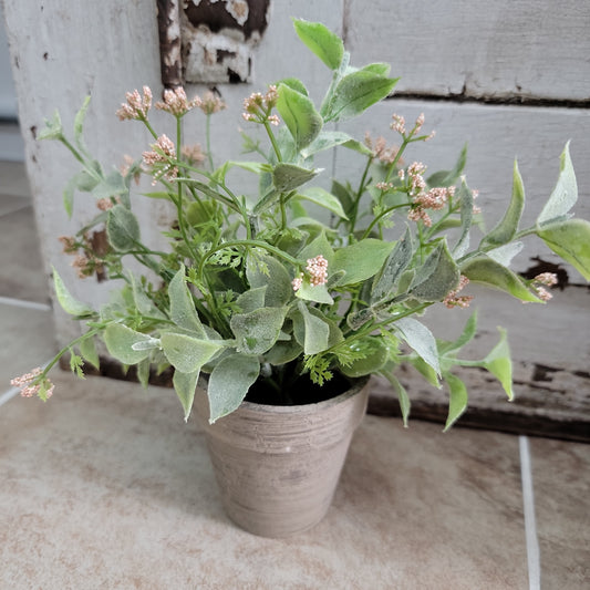 Potted Happy Harmony 8"