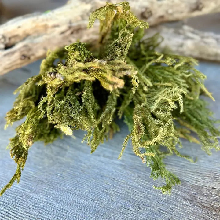 Common Club Moss