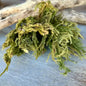 Common Club Moss