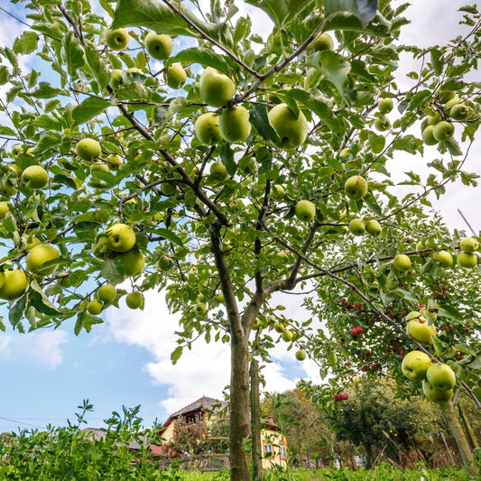 Crab Apple Farm 1803 Candle