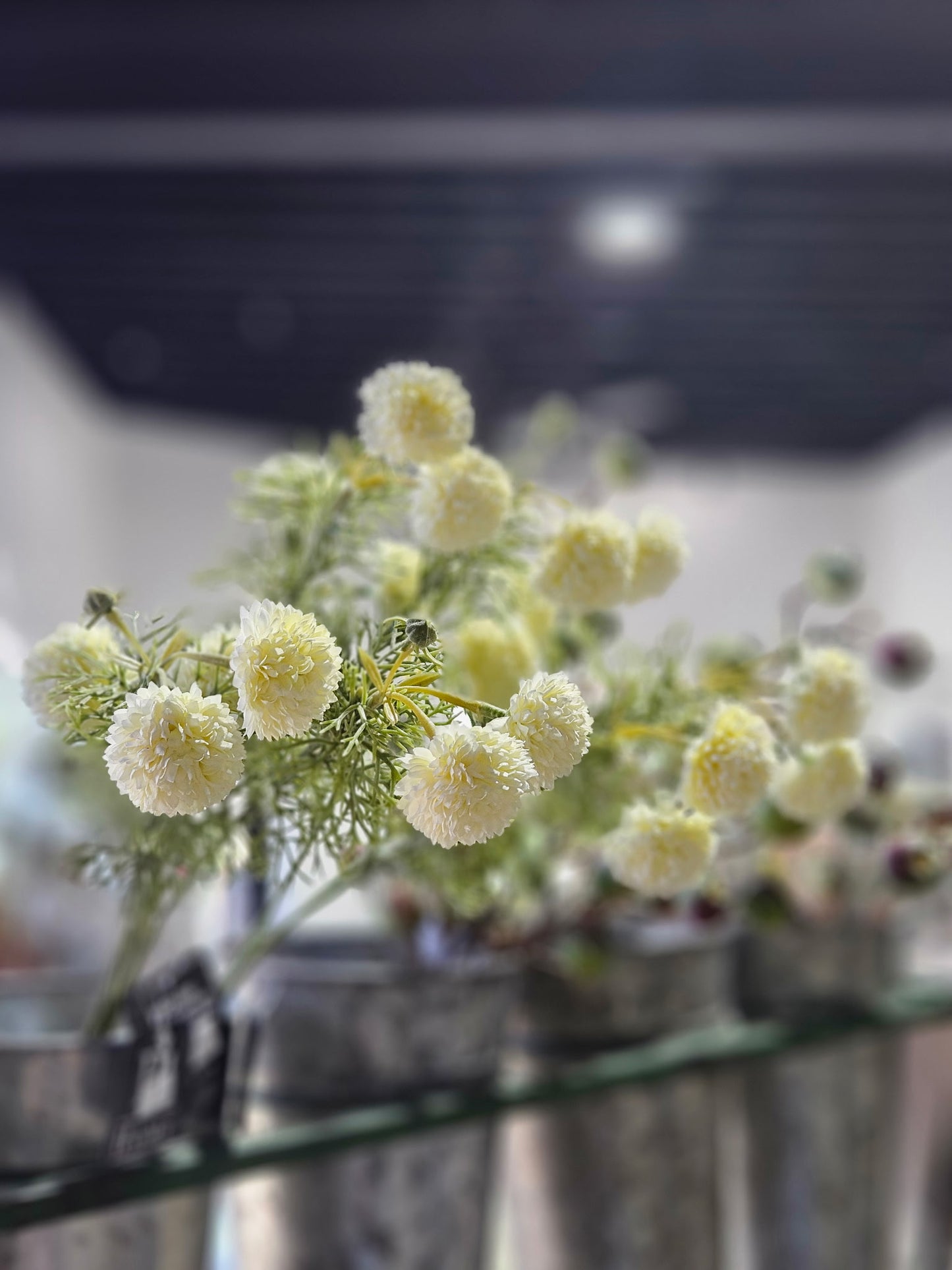 Chrysanthemum Stem