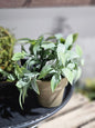 Gatehouse Herb Pot