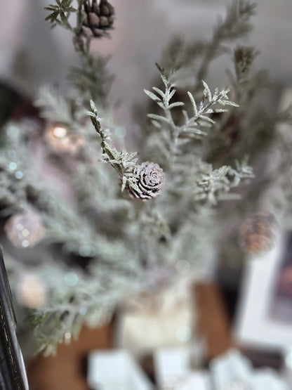 Japanese Cedar Pinecone Tree