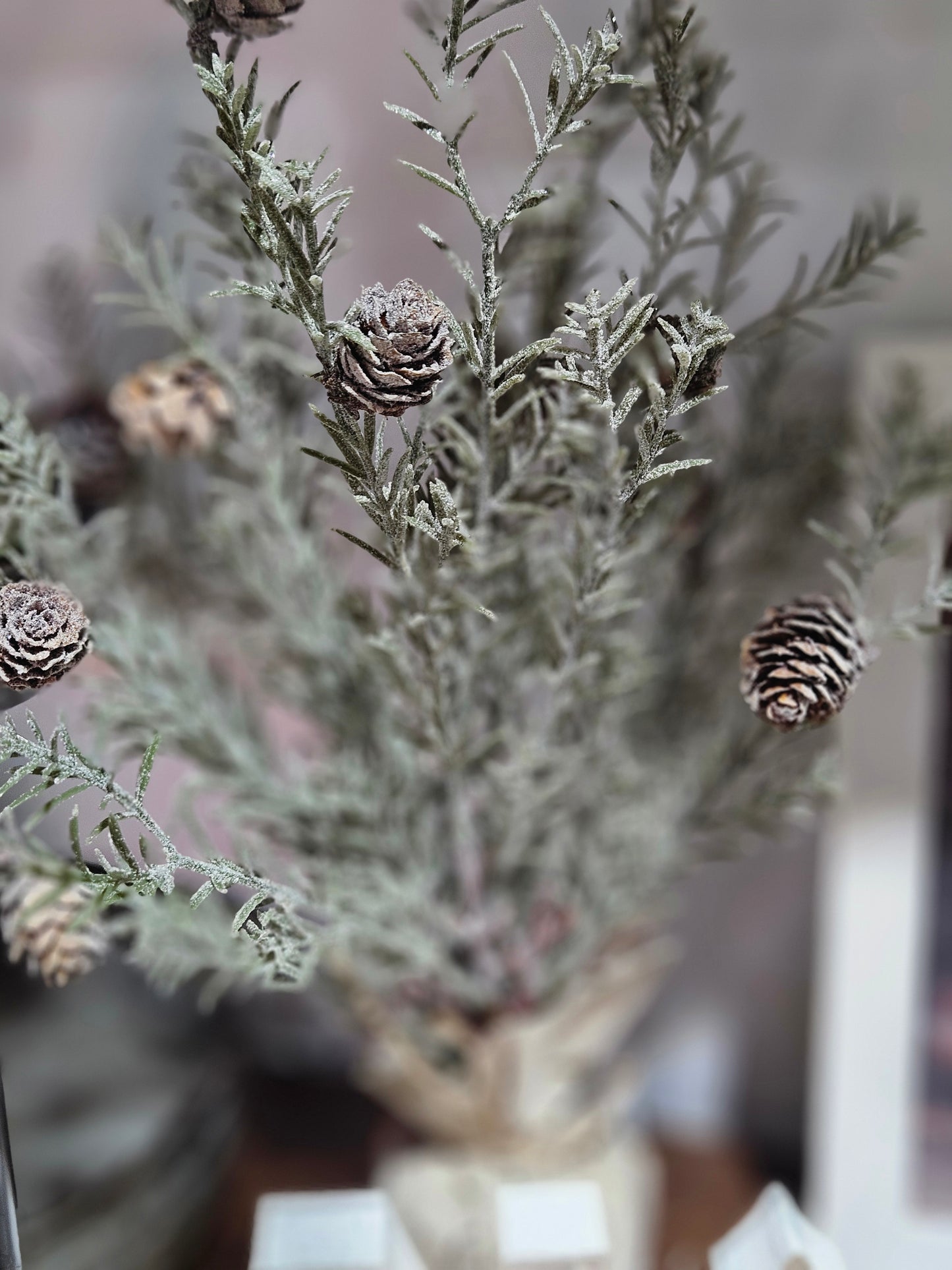 Japanese Cedar Pinecone Tree