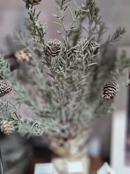 Japanese Cedar Pinecone Tree