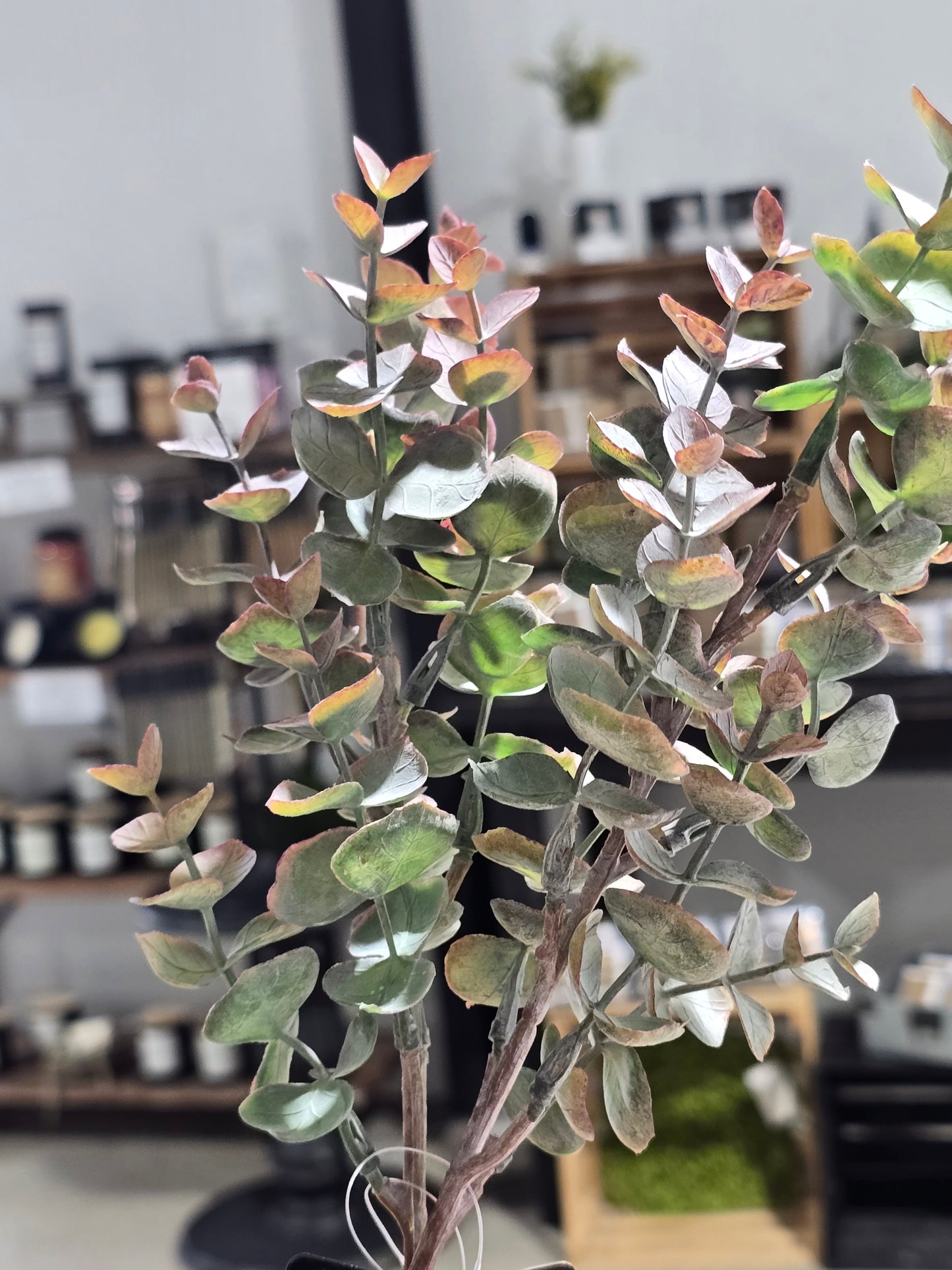 17in Eucalyptus Stem Pick