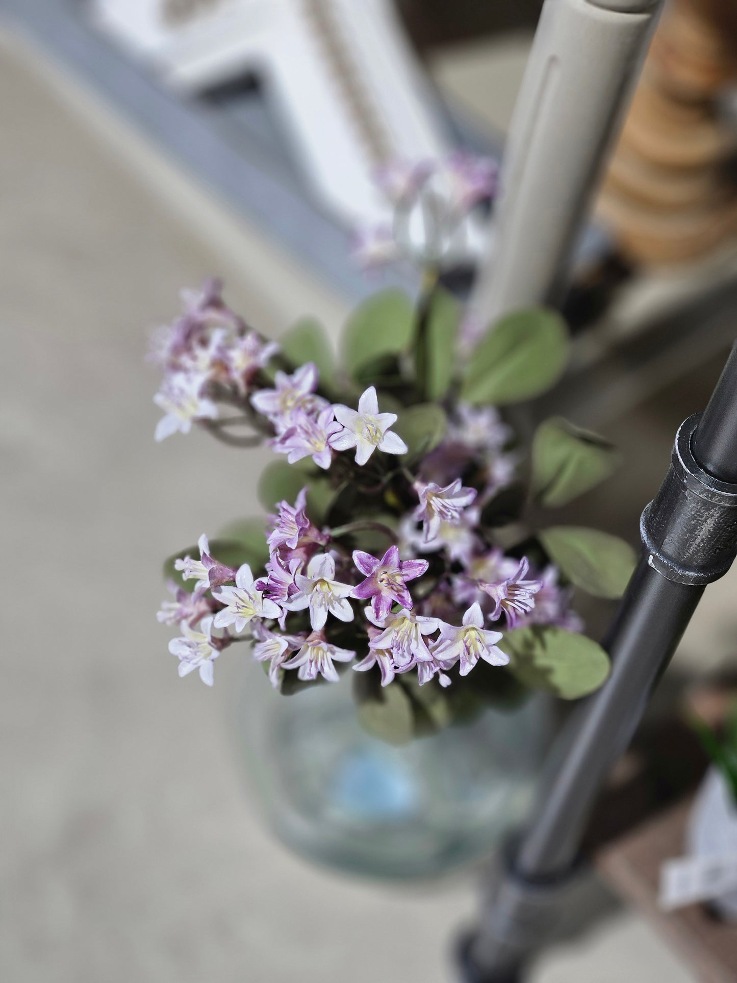 Mountain Violet Spray