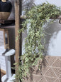 35IN Ficus Hanging Bush