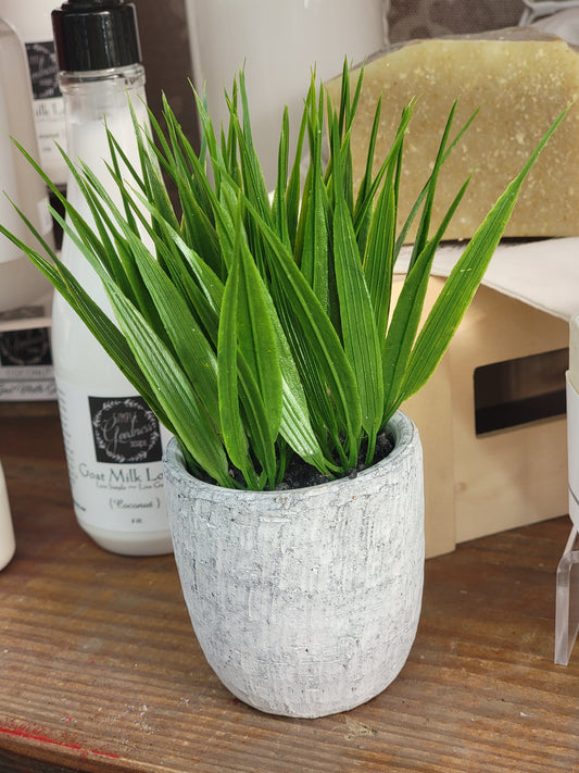 Grass in Cement Pot