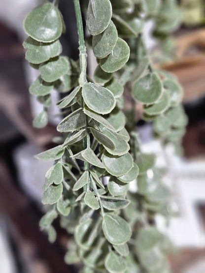 Pewter Sky Eucalyptus