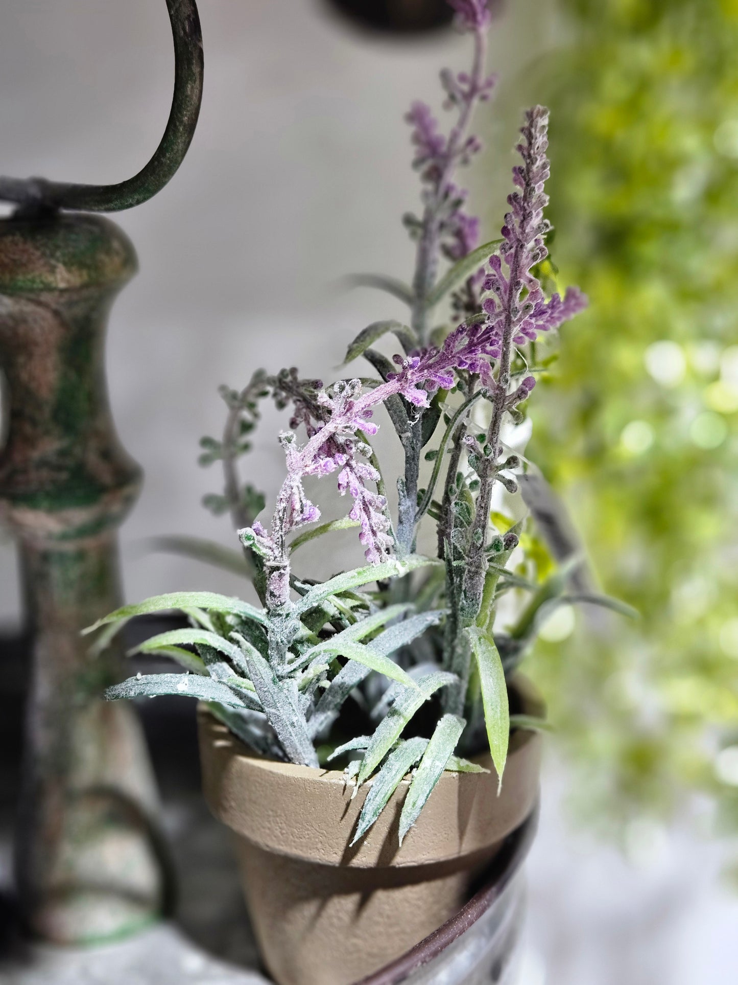 Flowering Sage Pot Lavender