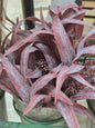 Foxglove Bundle