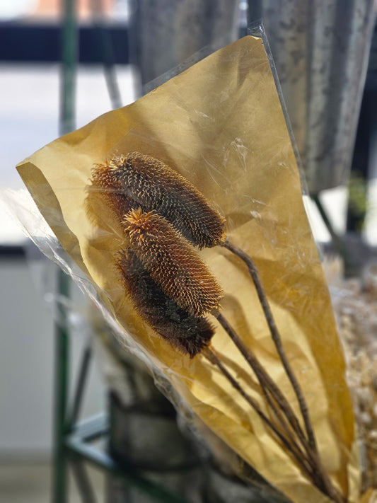 Brown Preserved Thistle