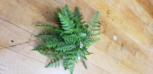 Fern Bush 8.75"