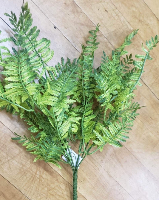 Wood Fern Bush