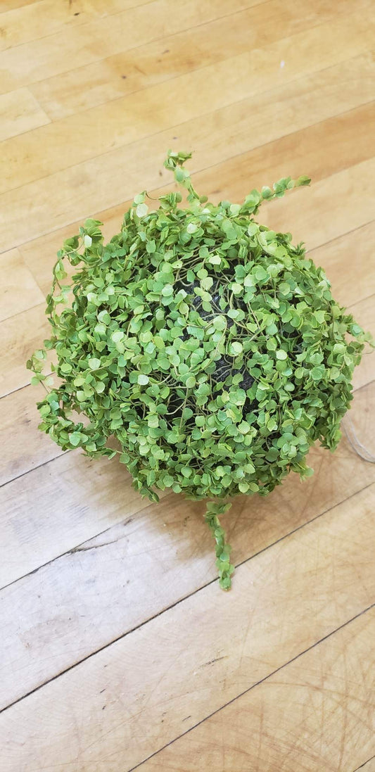 Moss Orb 7" Diameter